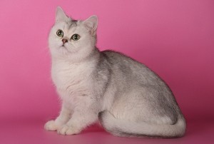 Серебристый окрас британских кошек: фото, стандарт породы. Серебристые британские кошки, коты, котята: виды окрасов. Британцы серебристые: стандарт окраса (британцы серебро: британские котята, коты, кошки)